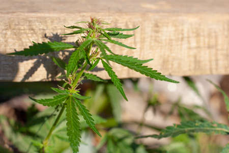 Marijuana grows in natural light. Cannabis on the street. The leaves contain alkaloids.の写真素材