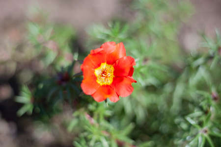 Beautiful flower in the garden. Natural background of flowers. The beauty of summer field plants. Bright colors of nature.の写真素材