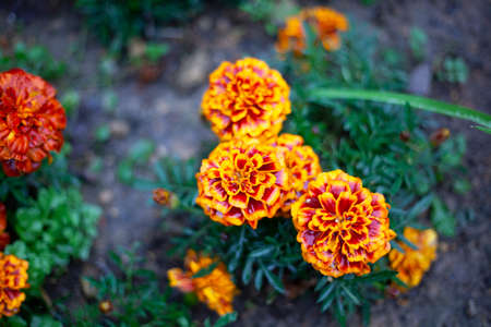 Orange flowers. Bright flowers in the garden Wildflowers with a orange color. Beautiful background of real flowers. Natural object. The natural beauty of the plant.の写真素材