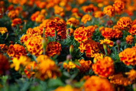 Beautiful flower in the garden. Natural background of flowers. The beauty of summer field plants. Bright colors of nature.の写真素材