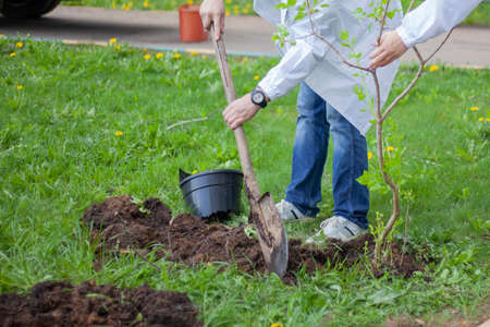 The gardener is planting trees. A gardener with a shovel digs a hole for a seedling. Work in the garden to plant trees in the soil. Reforestation. Nature protection and planting. A volunteer digs a hole for a tree.の写真素材