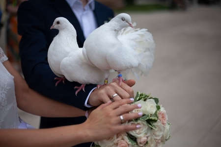 Wedding pigeons. White doves in the hands of the newlyweds. White birds symbol of love and peace. The tradition of releasing birds from the hands.の写真素材