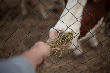 Feeds the cow over the fence. The animal eats dry grass. Cow on the farm.の写真素材