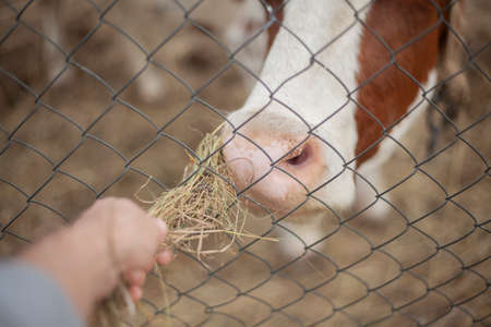 Feeds the cow over the fence. The animal eats dry grass. Cow on the farm.の写真素材