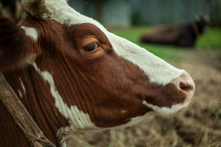 Cow on the farm. A cow shot through a fence. Livestock farm outside the city. Milk-giving animal.の写真素材