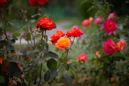 Flowers in the garden. Beautiful flower buds in the street. Background from flowers.の写真素材