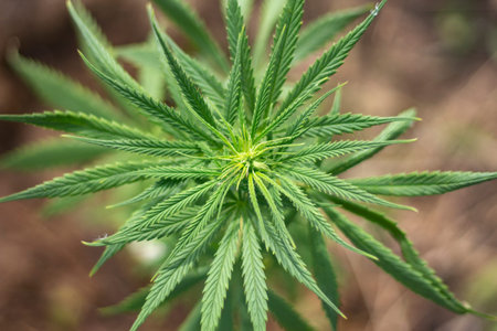 Marijuana grows on the street. Hemp plant in the wild. Grass containing alkaloids.の写真素材