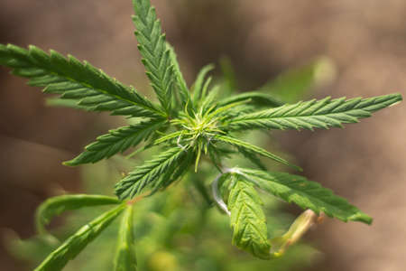 Marijuana grows on the street. Hemp plant in the wild. Grass containing alkaloids.の写真素材