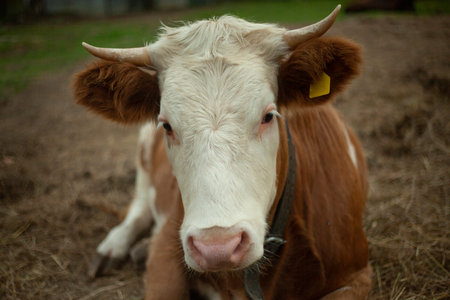 Cow on the farm. Animal with horns. The cow is standing in the stall. The muzzle of a herbivore....