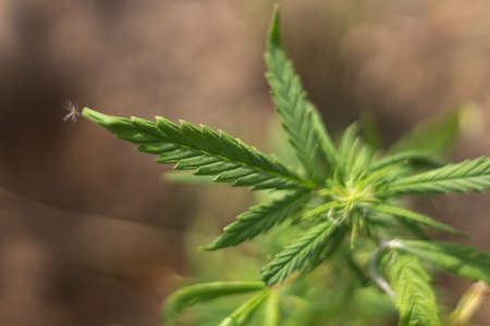 Marijuana grows on the street. Hemp plant in the wild. Grass containing alkaloids.の写真素材