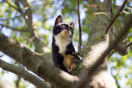 Cat on the tree. Cute cat looks down from the tree. The animal climbed onto the branch.の写真素材