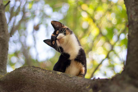 Cat on the tree. Cute cat looks down from the tree. The animal climbed onto the branch.の写真素材