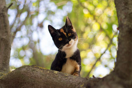 Cat on the tree. Cute cat looks down from the tree. The animal climbed onto the branch.の写真素材