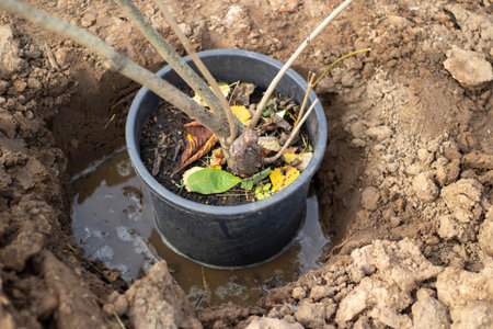 Planting a tree in the ground. Planting a seedling in the ground. Improving the wasteland with live...