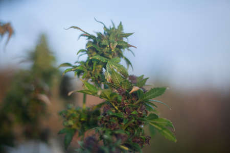 Marijuana on the street. Hemp plant. Cannabis in natural light. Marijuana contains cannabioids.の写真素材