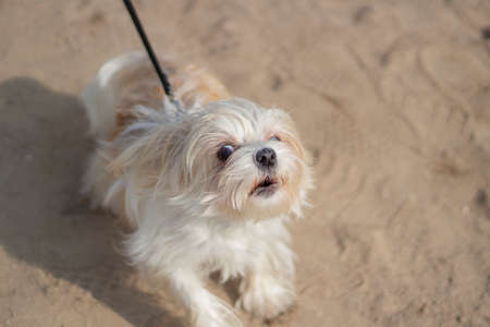 Small breed dog for a walk. Animal on the street. Walking a pet. The dog is standing on the sand.の写真素材