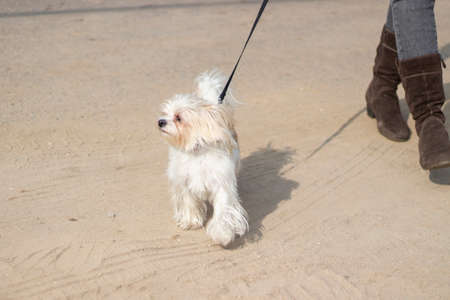 Small breed dog for a walk. Animal on the street. Walking a pet. The dog is standing on the sand.の写真素材