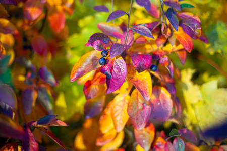Texture of leaves in red hues. Autumn paint background. Natural colors. Variegated leaves create a vibrant mixed mosaic of all colors. A natural combination of pleasant colors.の写真素材