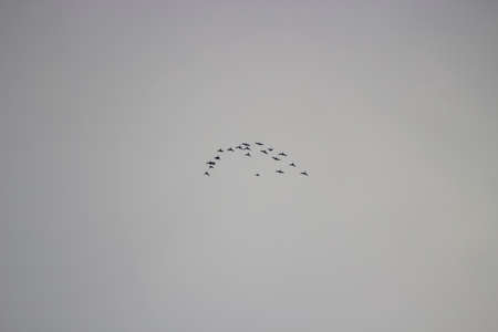 Birds are flying across the sky. Birds fly away for wintering in autumn.の写真素材