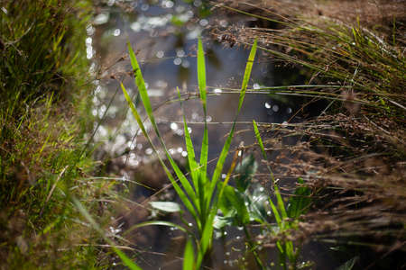 Green grass in the forest. A plant in a swamp. Natural background summer day. Green plant stems.の写真素材