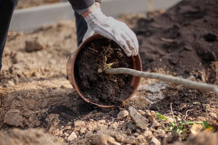 Planting a plant in the ground. The gardener prepares the seedling for burying into the soil. Planting a tree in the park. Creation of green space. Seedling in a pot. A hole for a plant.の写真素材