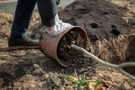 Planting a plant in the ground. The gardener prepares the seedling for burying into the soil. Planting a tree in the park. Creation of green space. Seedling in a pot. A hole for a plant.の写真素材