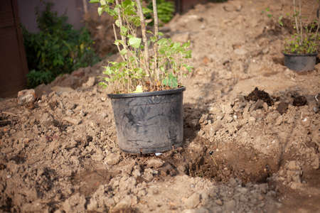 Seedling in a pot. Planting trees in the ground. Autumn digging of perennial plants into the soil. Landscaping of a suburban area.の写真素材