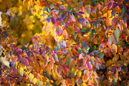 Texture of leaves in red hues. Autumn paint background. Natural colors. Variegated leaves create a vibrant mixed mosaic of all colors. A natural combination of pleasant colors.の写真素材