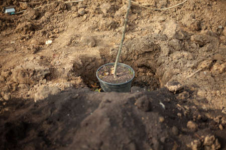 Seedling in a pot. Planting trees in the ground. Autumn digging of perennial plants into the soil. Landscaping of a suburban area.の写真素材