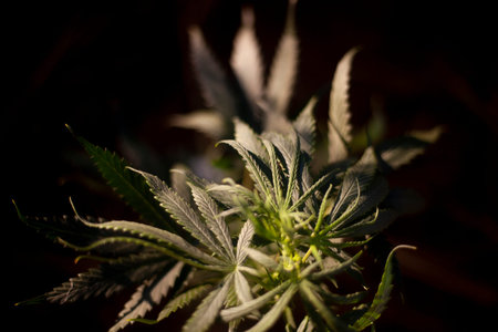 Marijuana is growing. Cannabis plant on the street. Cannabis leaves in the sun.