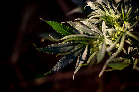 Marijuana is growing. Cannabis plant on the street. Cannabis leaves in the sun.の写真素材