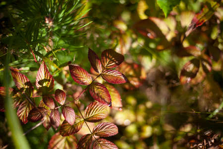 Autumn colors. Yellowed herbs. Seasons. Natural background from plants. The beauty of nature in autumn. Swamp grasses.の写真素材