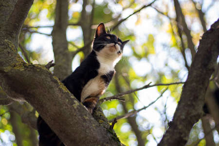 Cat on the tree. Animal on a branch of a plant. The pet ran away.の写真素材