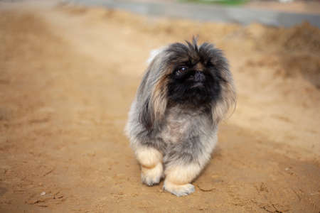 Small breed dog. Walking with your pet. The dog stands cutely on the sand. Beloved friend is my dog.の写真素材