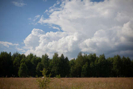 Field with clouds. Natural landscape on a summer day. White clouds float over the yellow field.の写真素材