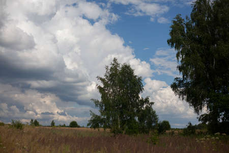 Field with clouds. Natural landscape on a summer day. White clouds float over the yellow field.の写真素材