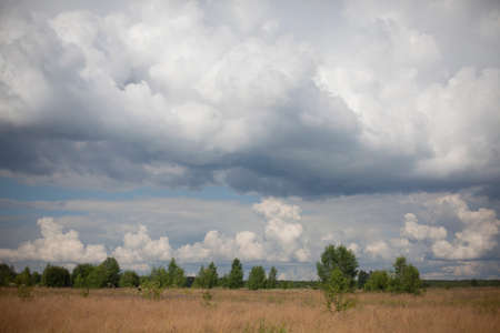 Field with clouds. Natural landscape on a summer day. White clouds float over the yellow field.の写真素材