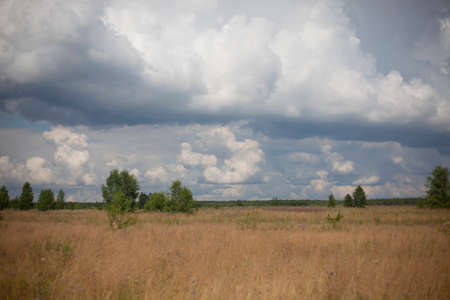 Field with clouds. Natural landscape on a summer day. White clouds float over the yellow field.の写真素材