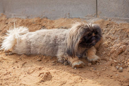 Small breed dog. Walking with your pet. The dog stands cutely on the sand. Beloved friend is my dog.の写真素材