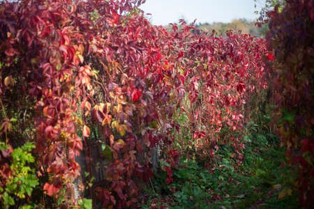 Red loach. A plant on a hedge. Natural background. Autumn colors. The loach wrapped the entire fence around.の写真素材