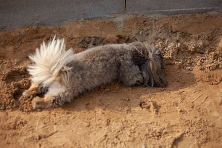 Small breed dog. Walking with your pet. The dog stands cutely on the sand. Beloved friend is my dog.の写真素材