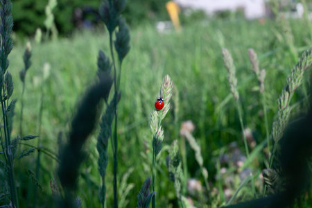 Ladybug on green grass. Natural background. Beauty of nature. A red insect is crawling along the...