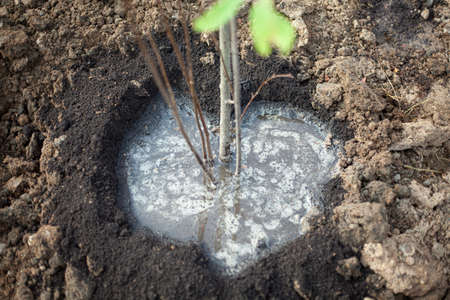 Planting a plant in the ground. Heart shaped hole for a tree. The plant is watered with water.の写真素材