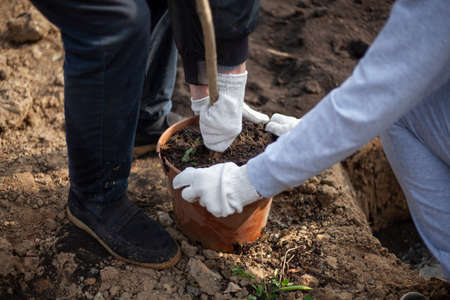 Removing a seedling from a pot. Planting a tree in the ground. A man prepares a plant for planting in the ground. Planting new trees in the park.の写真素材