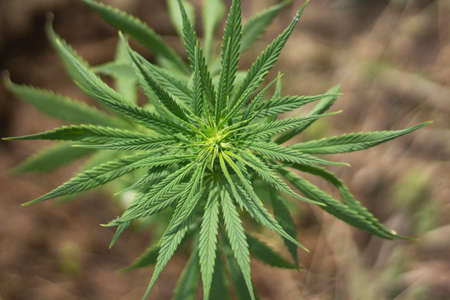 Marijuana grows on the street. The plant contains alcolloids. Green leaves of hemp.の写真素材