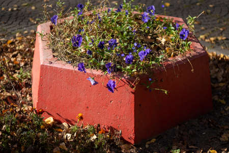 Flowerbed with flowers. Beautiful purple flowers in a stone flower bed. Urban street decoration.の写真素材