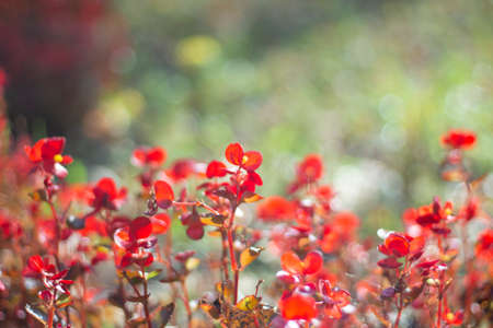 Red flowers. Garden plants in sunlight. Beautiful natural background from small flowers.の写真素材