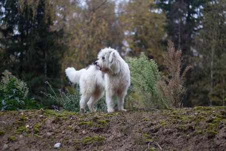 The dog is standing on a hillock. Shaggy dog. Pet has white hair. Walking through the woods with your favorite animal. The dog is happy.の写真素材