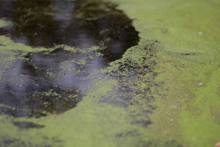 Swamp mud. Duckweed water texture. Small plants on the surface of the water. Blurred natural background with green color.の写真素材