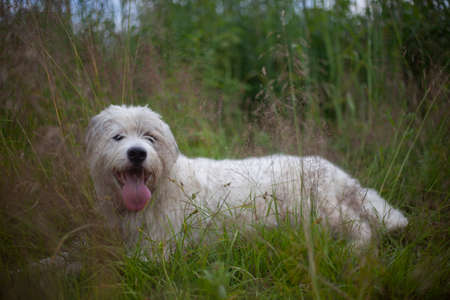 Dog with white fur. Shaggy dog on the street. A beautiful dog for a walk.の写真素材